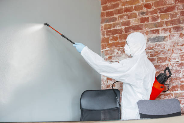 Best Black Mold Removal  in USA